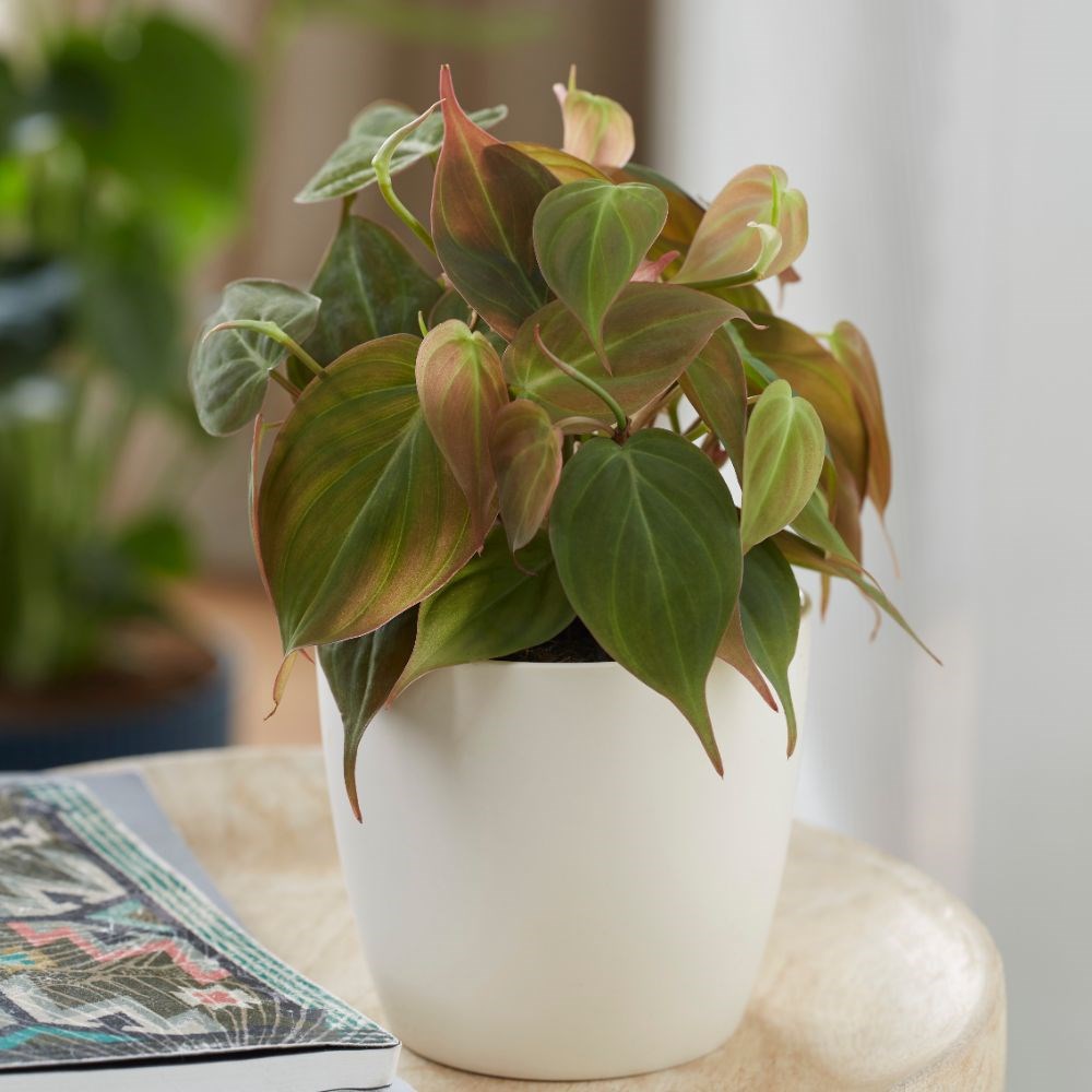 <i>Philodendron scandens</i> 'Micans'