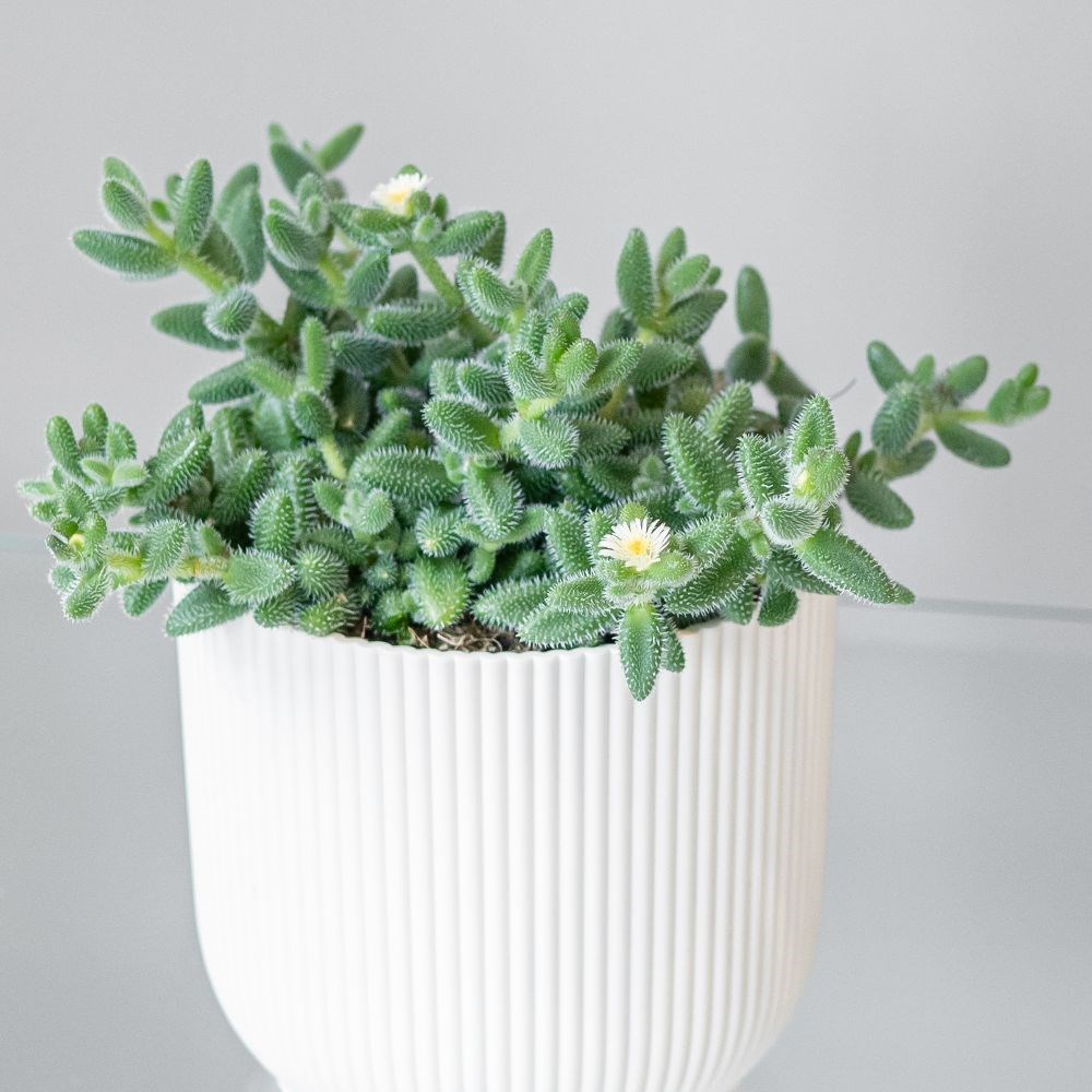 <i>Delosperma echinatum</i> 