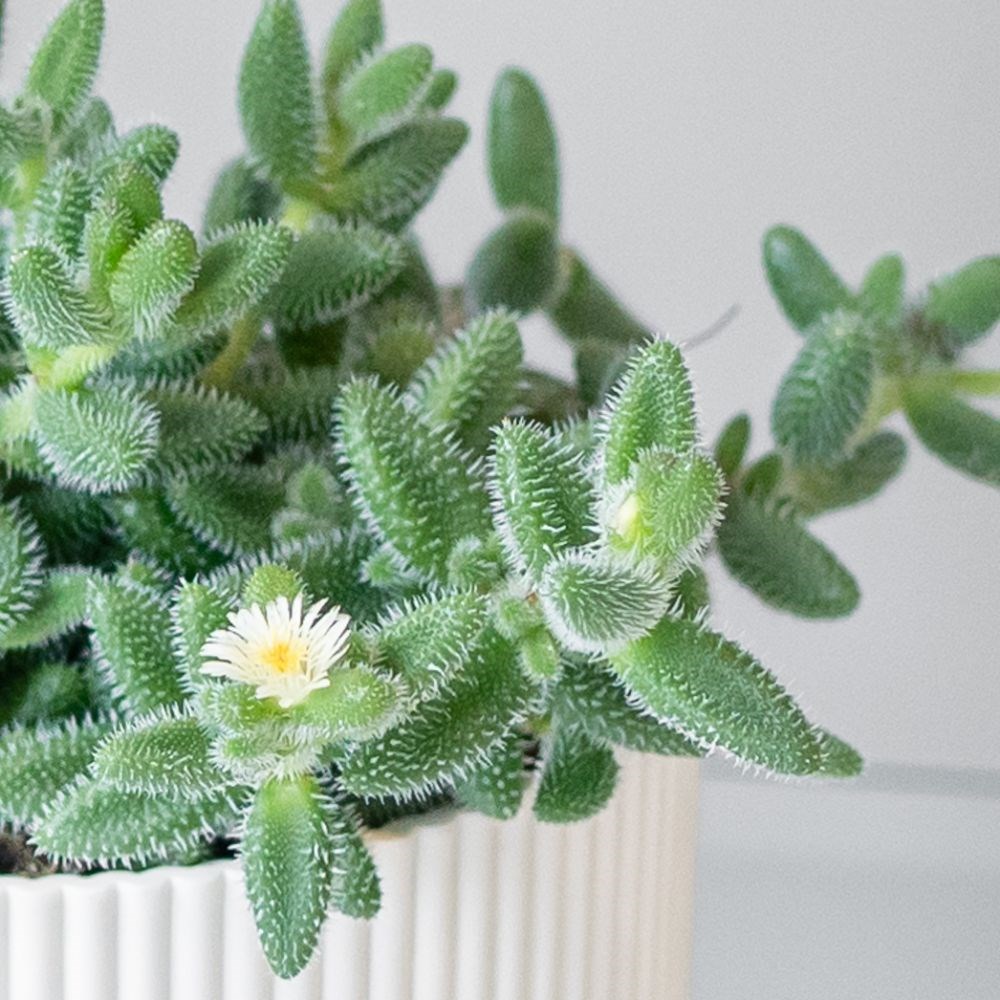 <i>Delosperma echinatum</i> 