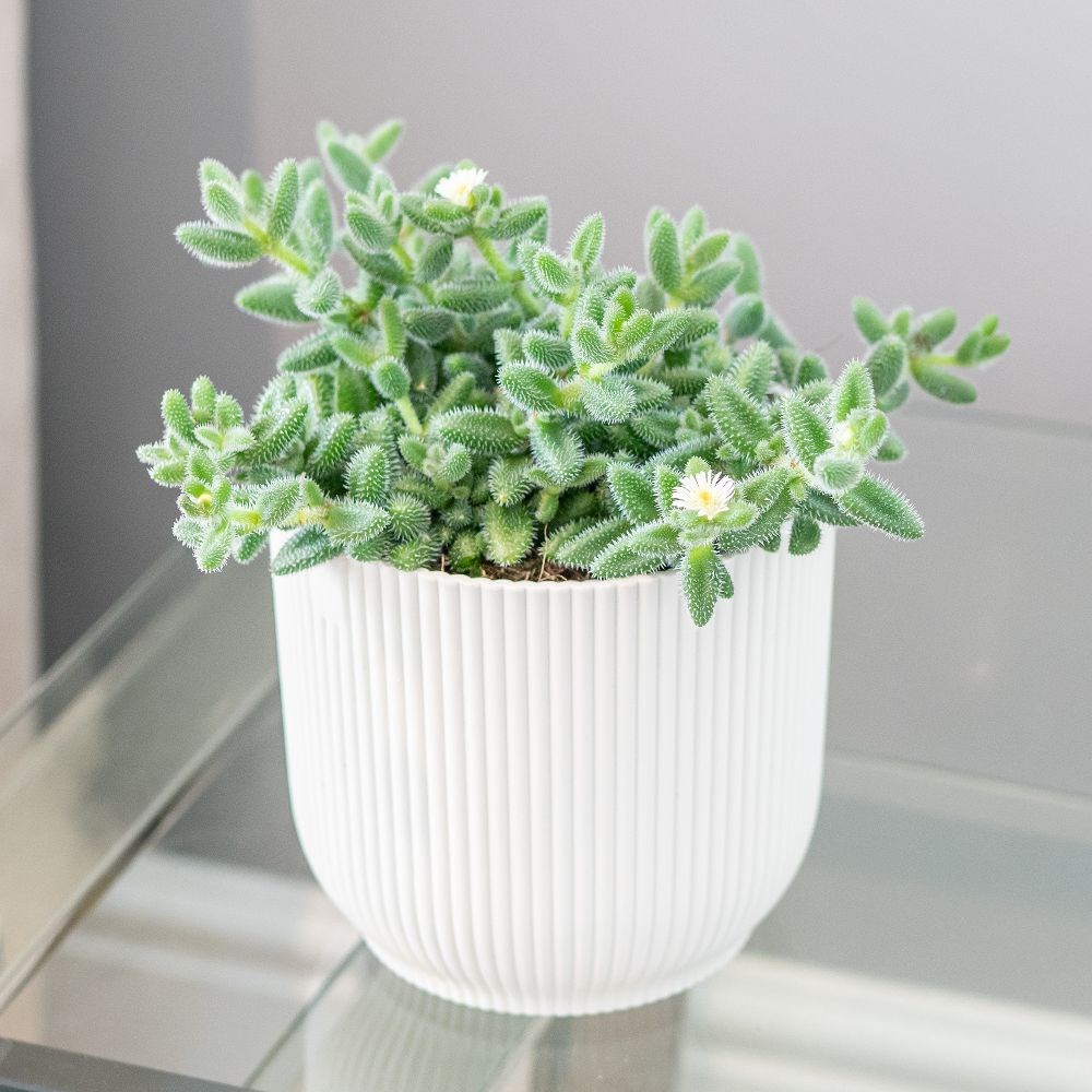 <i>Delosperma echinatum</i> 