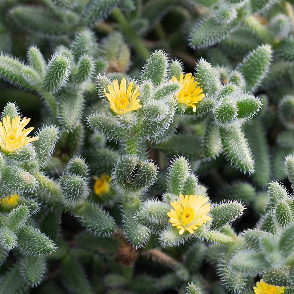 <i>Delosperma echinatum</i> 