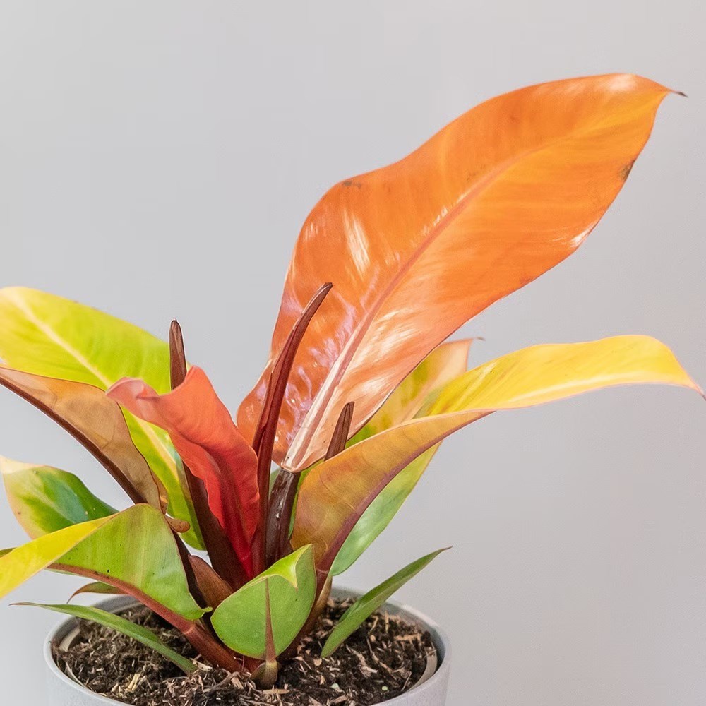 <i>Philodendron</i> 'Prince of Orange'