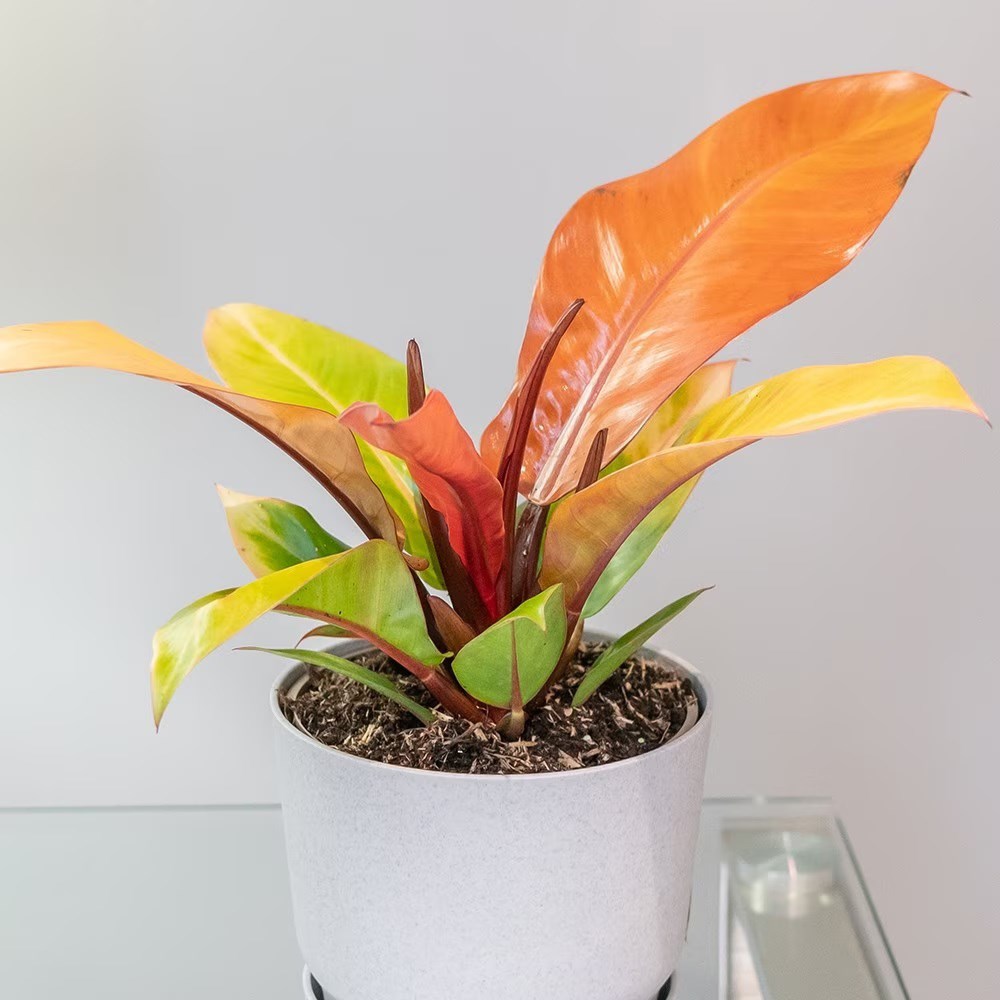 <i>Philodendron</i> 'Prince of Orange'