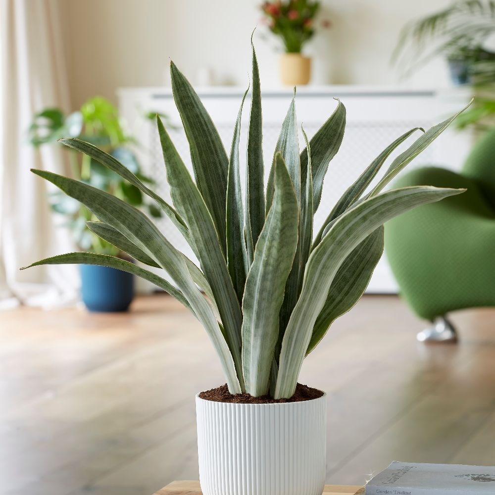 <i>Sansevieria metallica</i> 