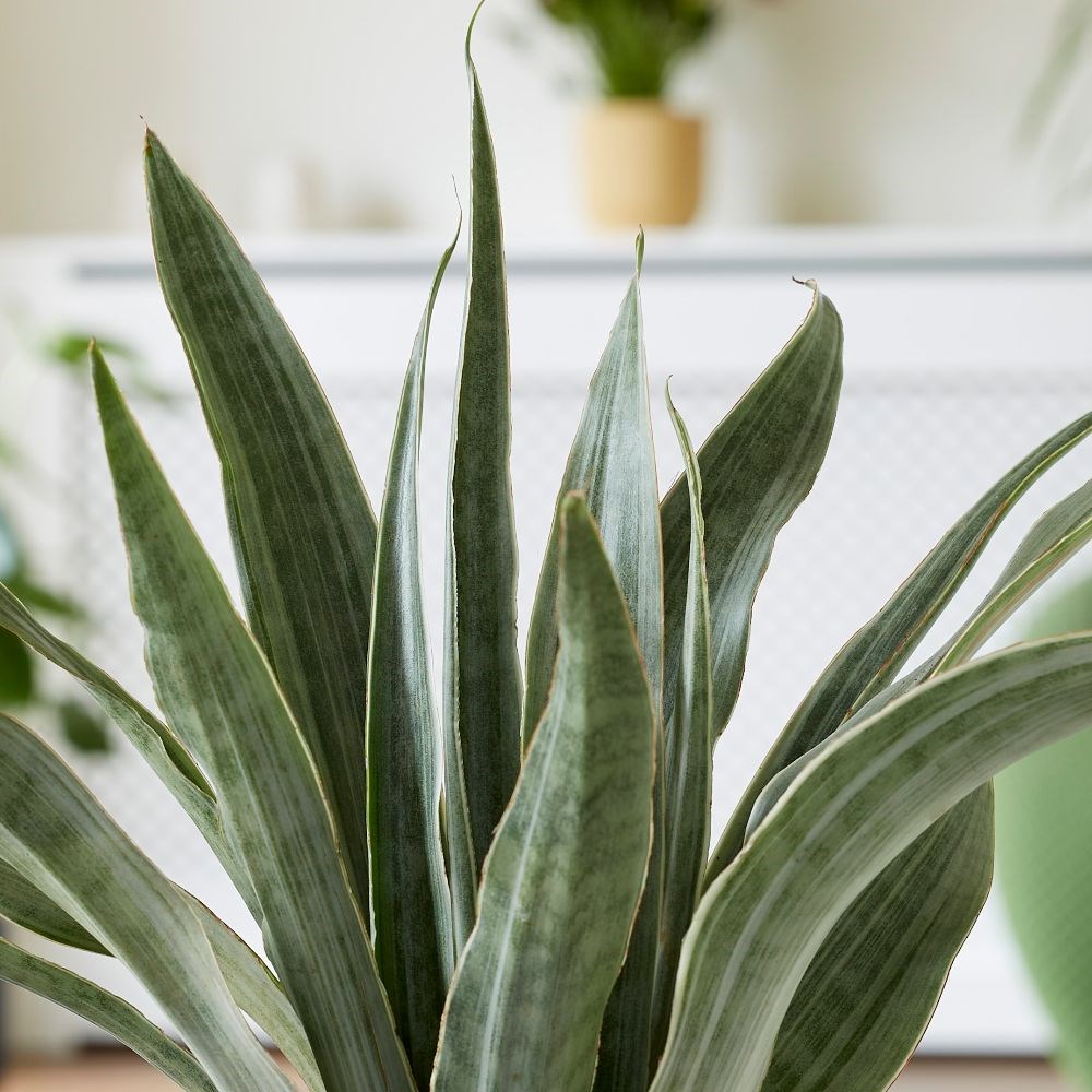 <i>Sansevieria metallica</i> 