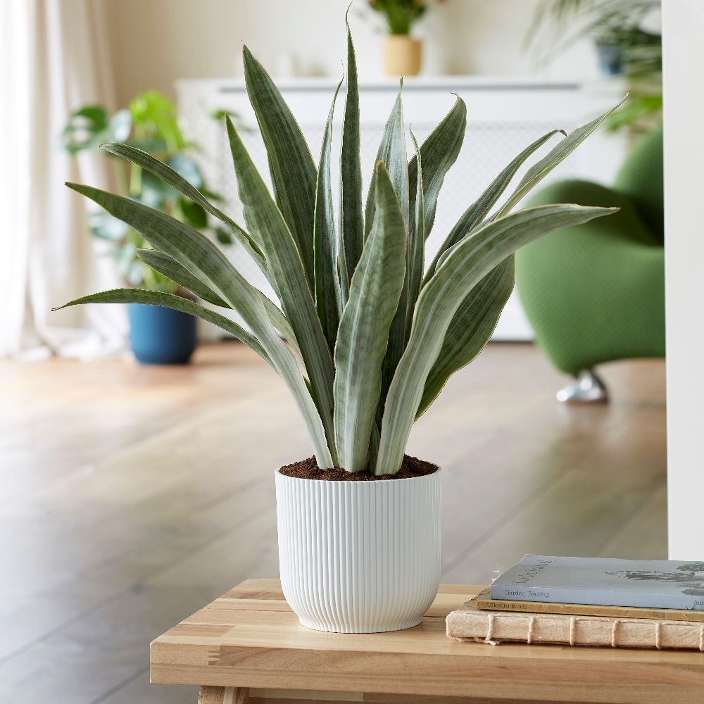 <i>Sansevieria metallica</i> 