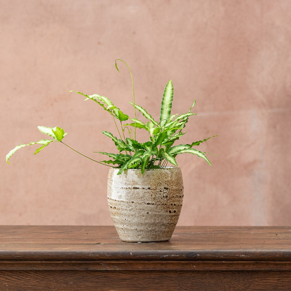 <i>Pteris nipponica</i> 
