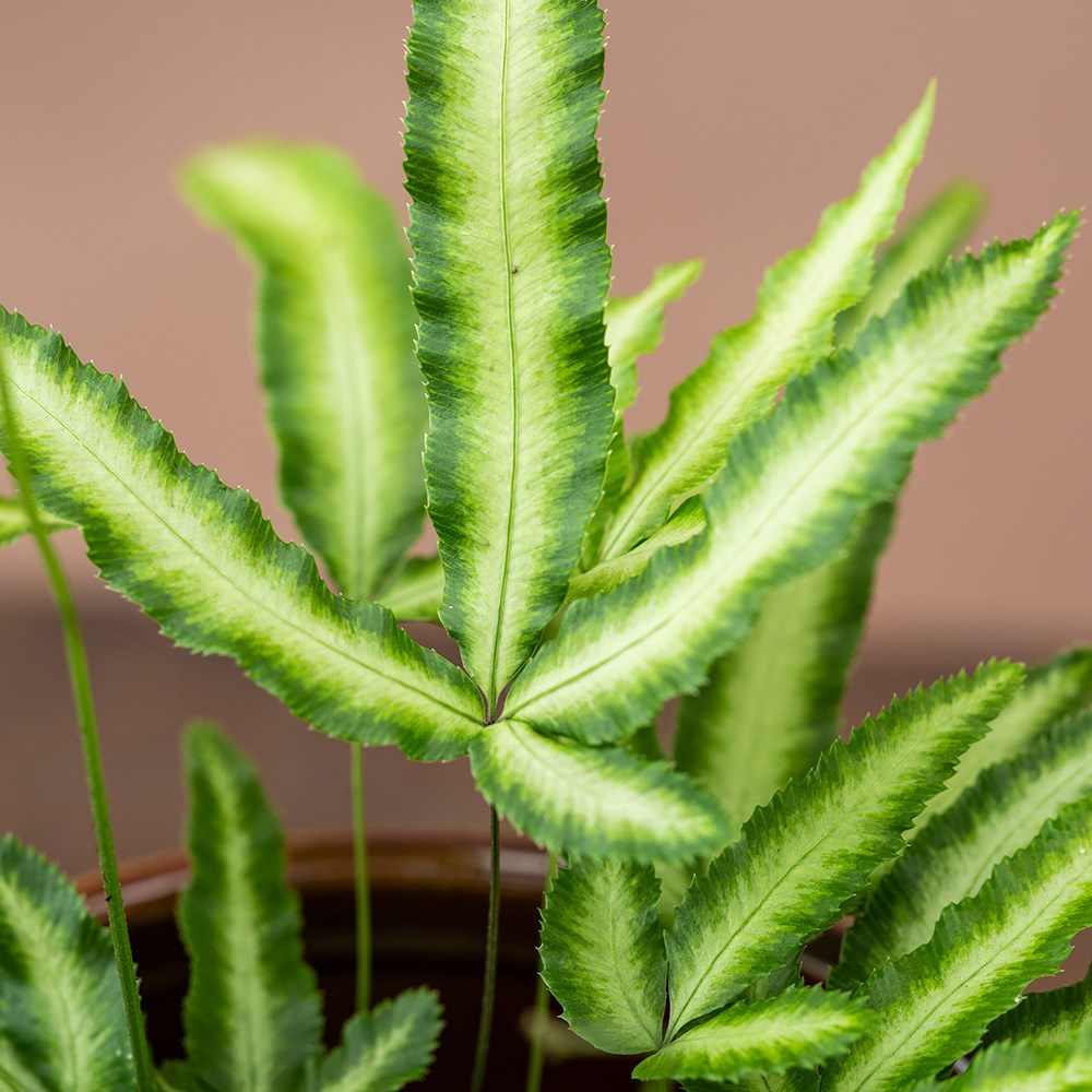 <i>Pteris nipponica</i> 