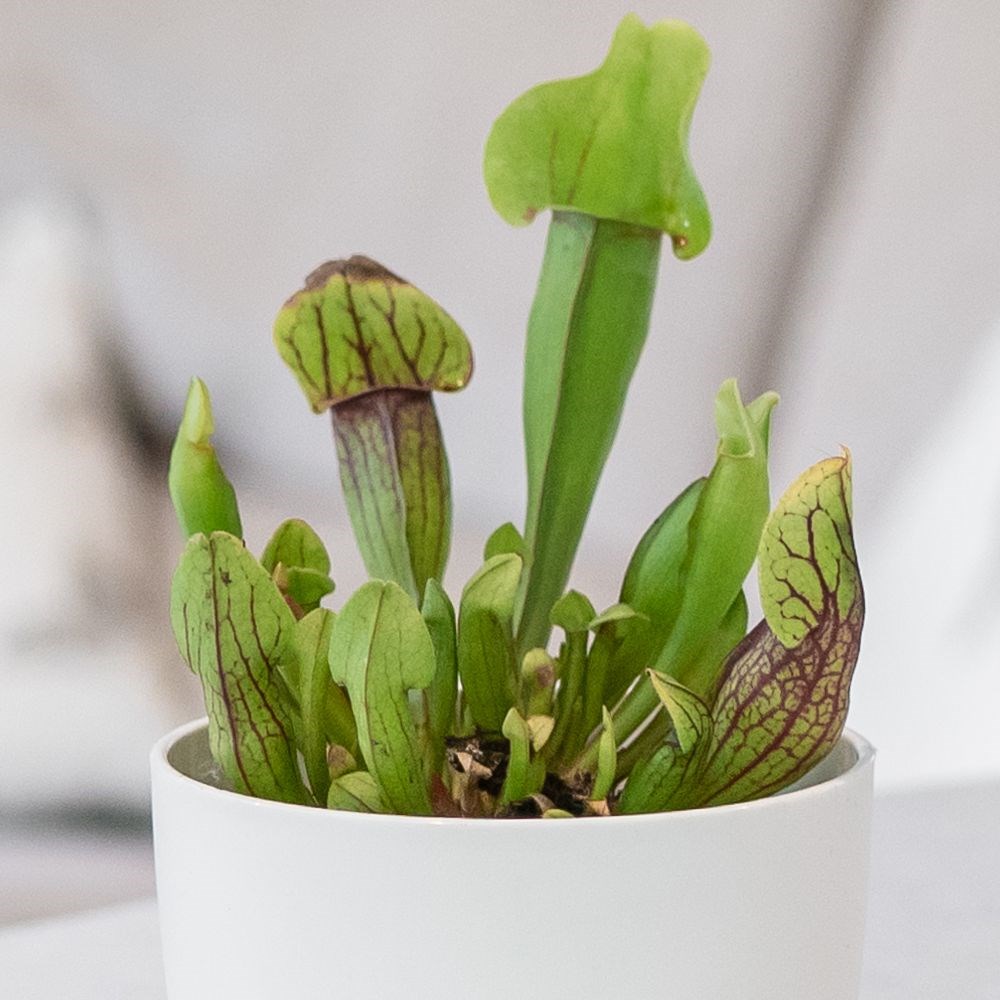 <i>Sarracenia purpurea</i> 'Dracula'