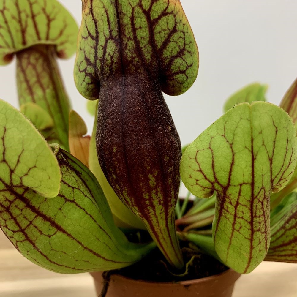 <i>Sarracenia purpurea</i> 'Dracula'
