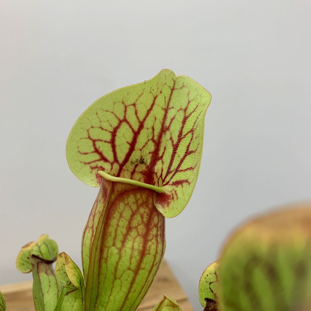 <i>Sarracenia purpurea</i> 'Dracula'