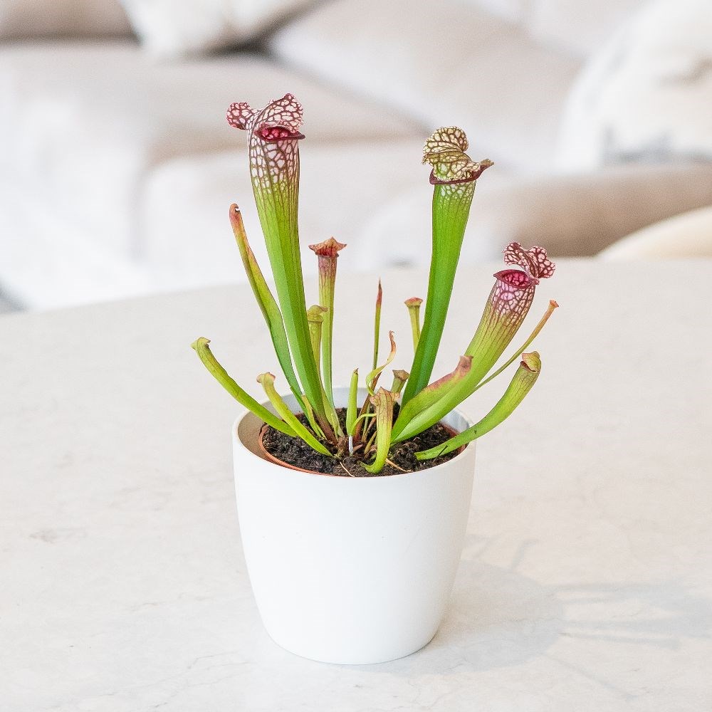 <i>Sarracenia leucophylla</i> 