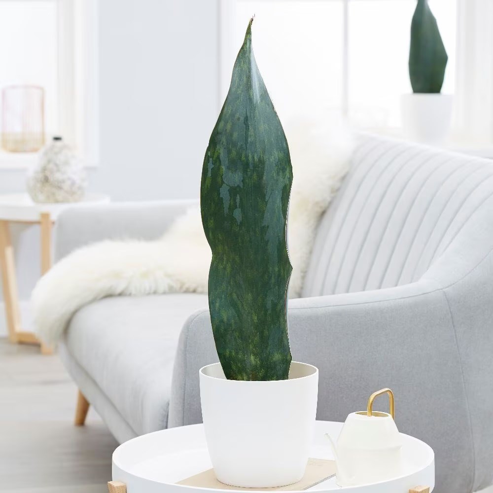 <i>Sansevieria masoniana</i> 'Victoria'