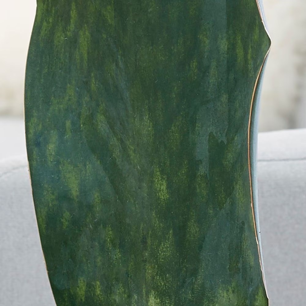 <i>Sansevieria masoniana</i> 'Victoria'