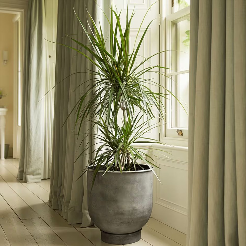 <i>Dracaena marginata</i> 