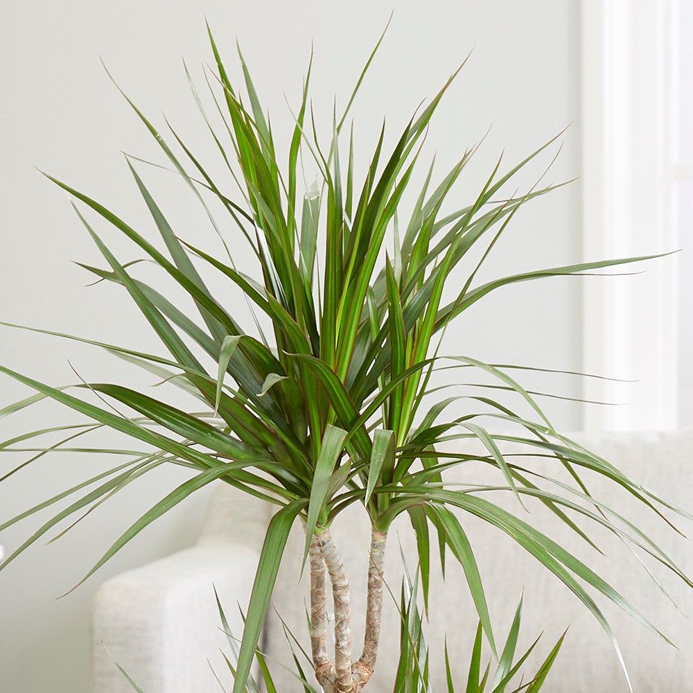 <i>Dracaena marginata</i> 