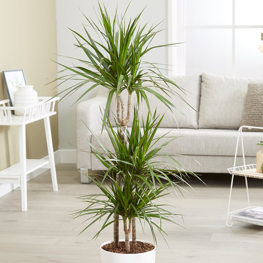 <i>Dracaena marginata</i> 