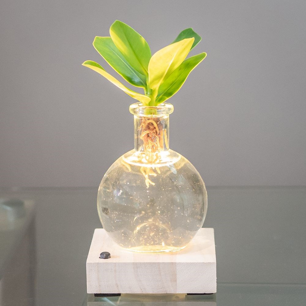 Hydroponic <i>Clusia rosea</i> 'Princess' & LED light