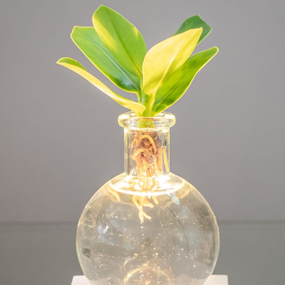 Hydroponic <i>Clusia rosea</i> 'Princess' & LED light