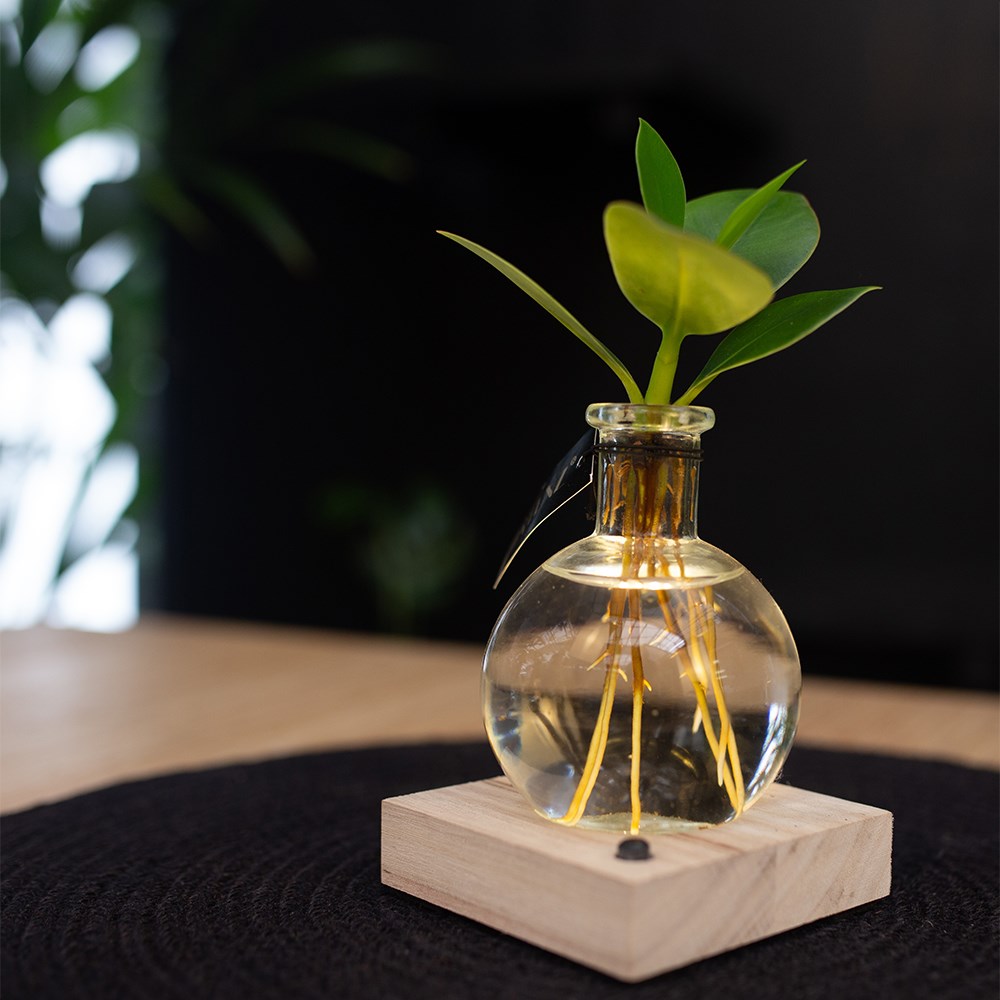 Hydroponic <i>Clusia rosea</i> 'Princess' & LED light