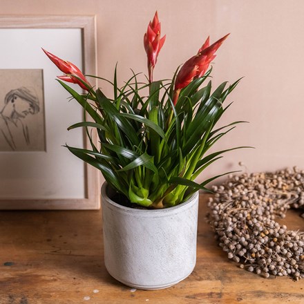 Vriesea Astrid