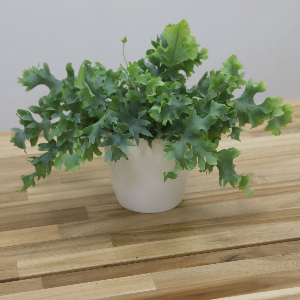 <i>Phlebodium aureum</i> <b class=small-caps>Davana</b> ('Raadphle01')