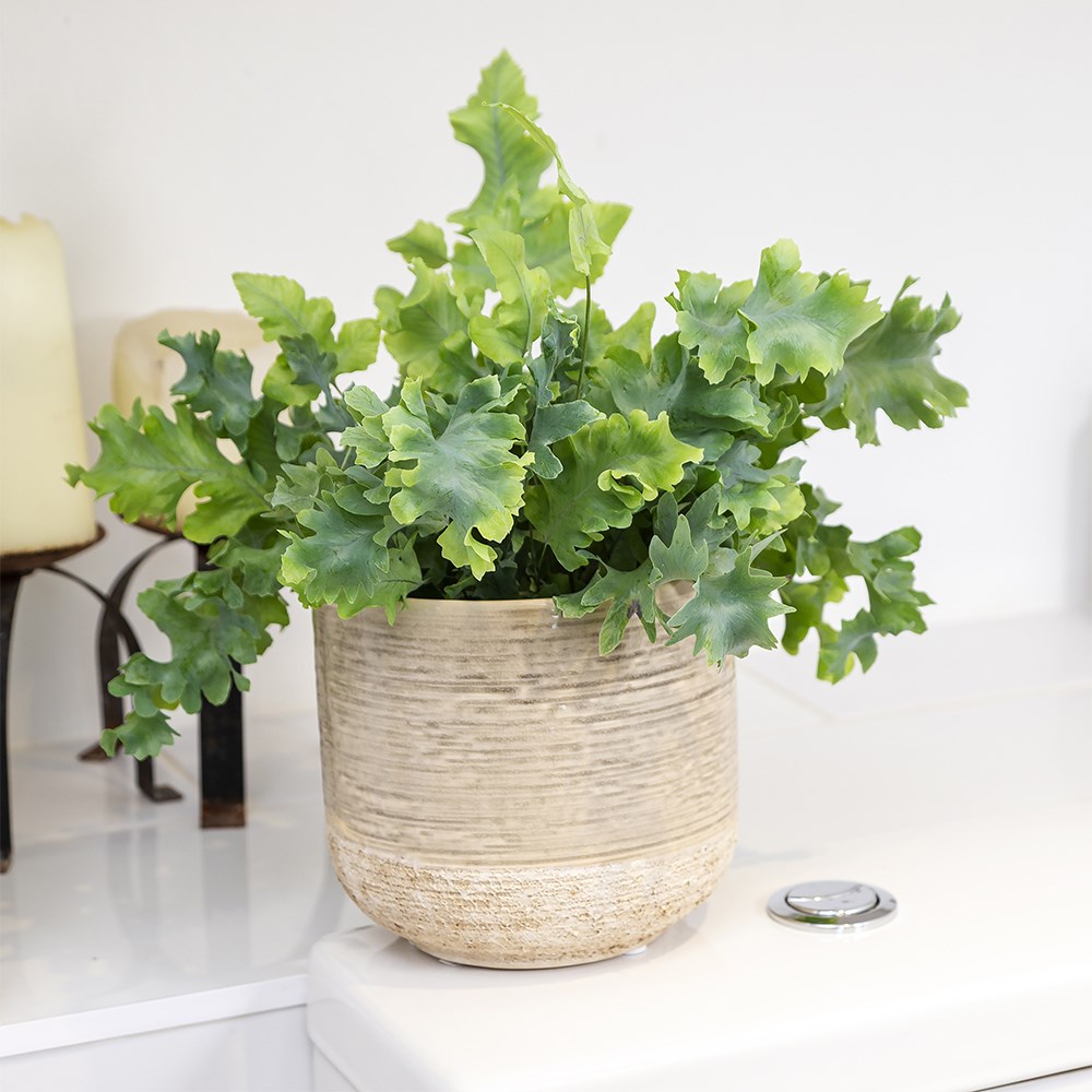 <i>Phlebodium aureum</i> <b class=small-caps>Davana</b> ('Raadphle01')