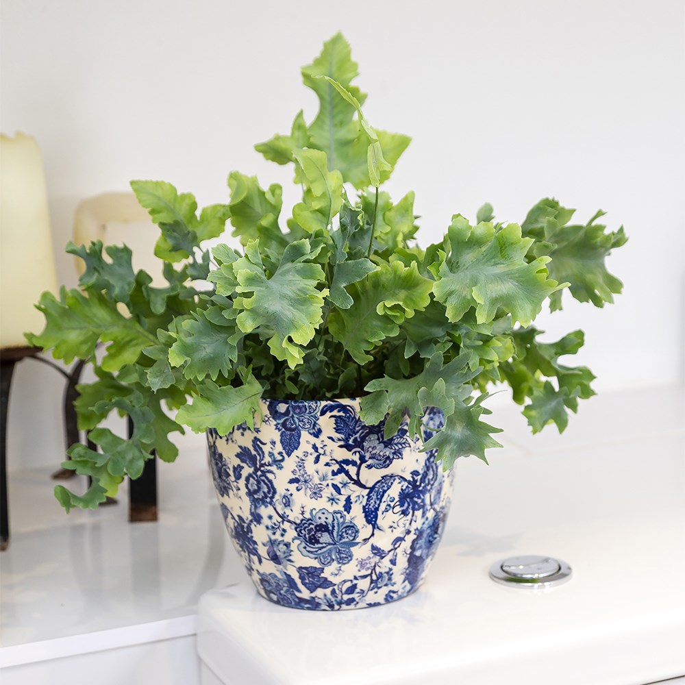 <i>Phlebodium aureum</i> <b class=small-caps>Davana</b> ('Raadphle01')