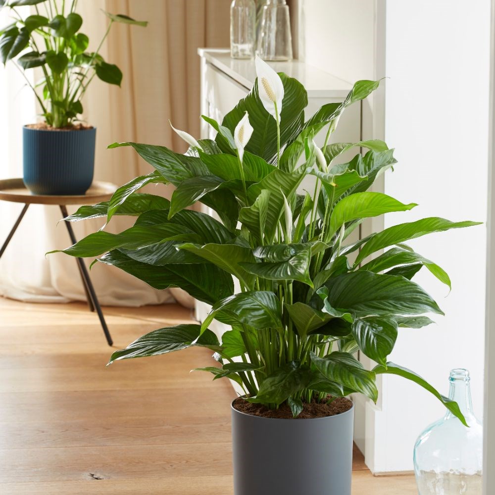 <i>Spathiphyllum</i> 'Sweet Lauretta' (PBR) | Houseplant