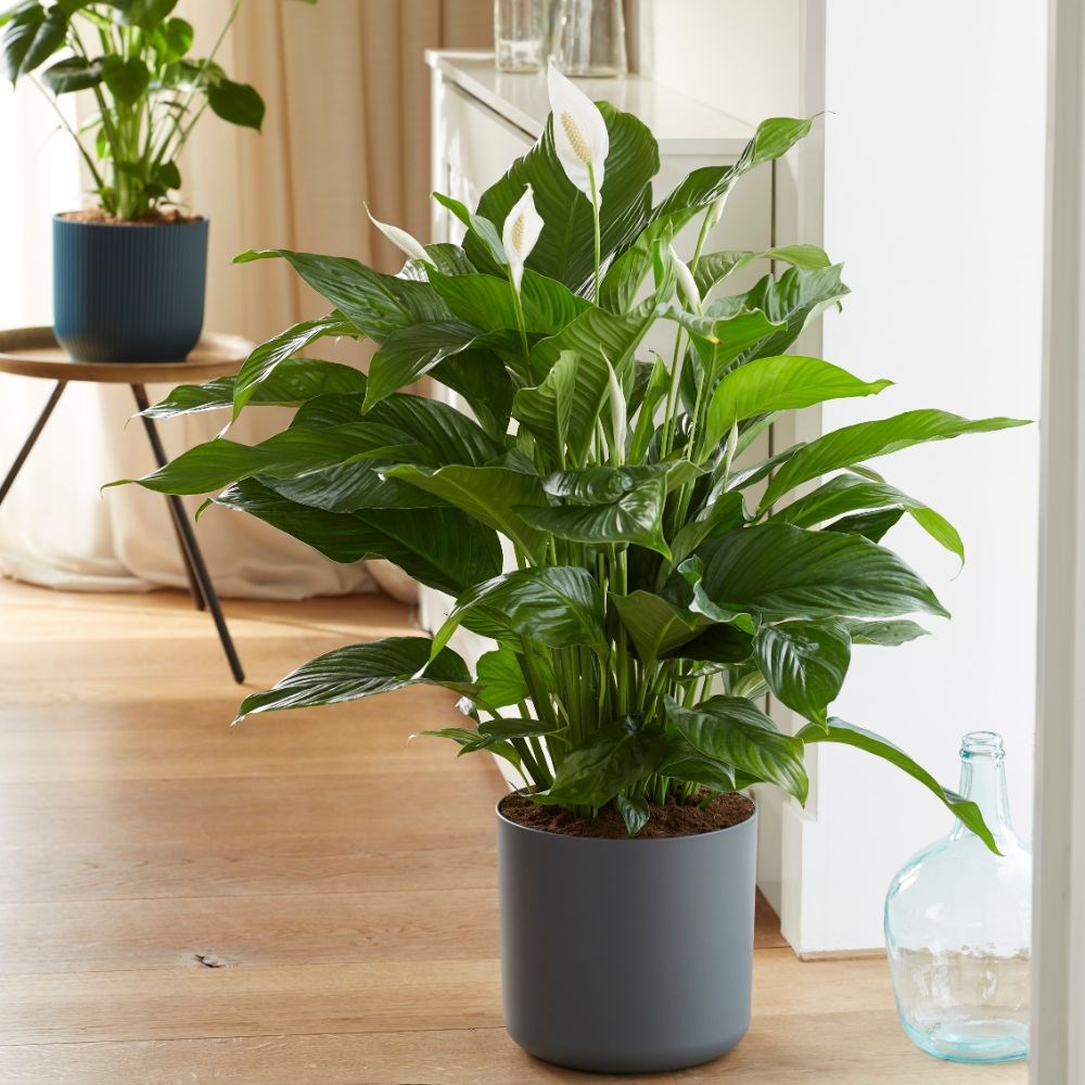 <i>Spathiphyllum</i> 'Sweet Lauretta' (PBR) | Houseplant