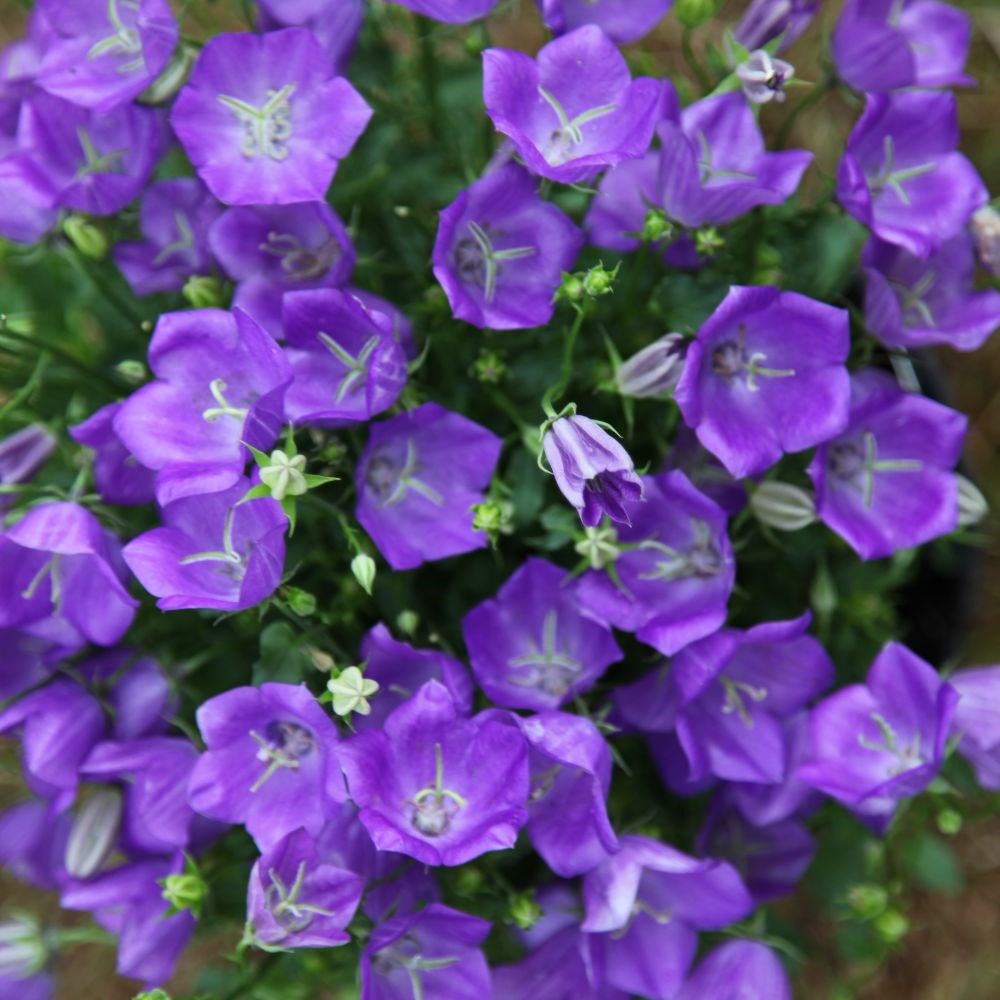 <i>Campanula carpatica</i> 'Blaue Clips'