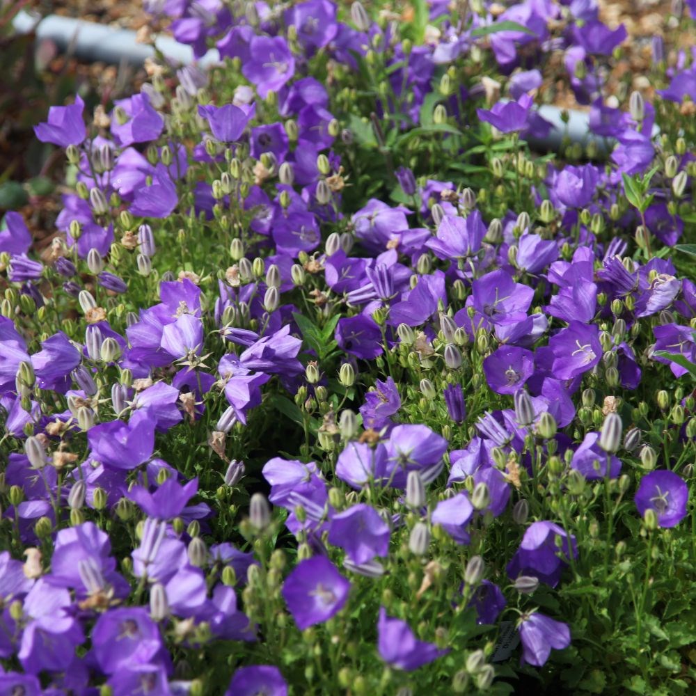 <i>Campanula carpatica</i> 'Blaue Clips'
