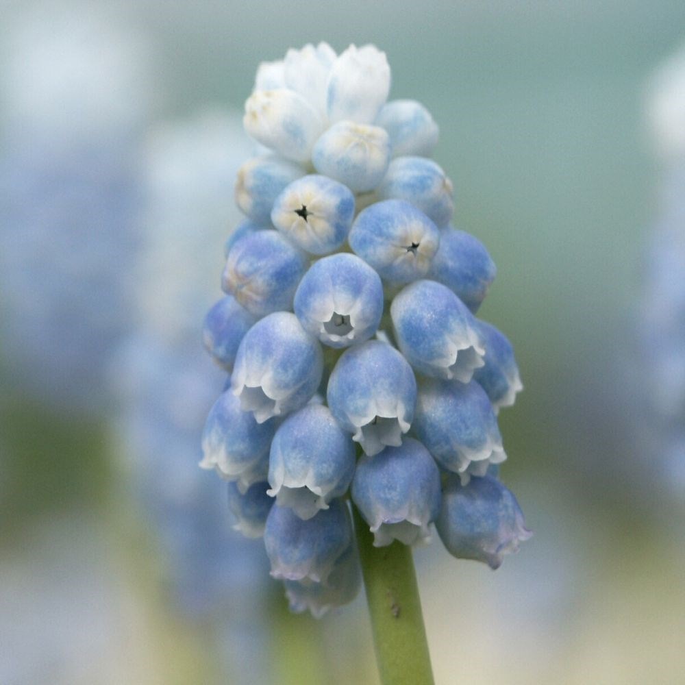 <i>Muscari</i> 'Peppermint'