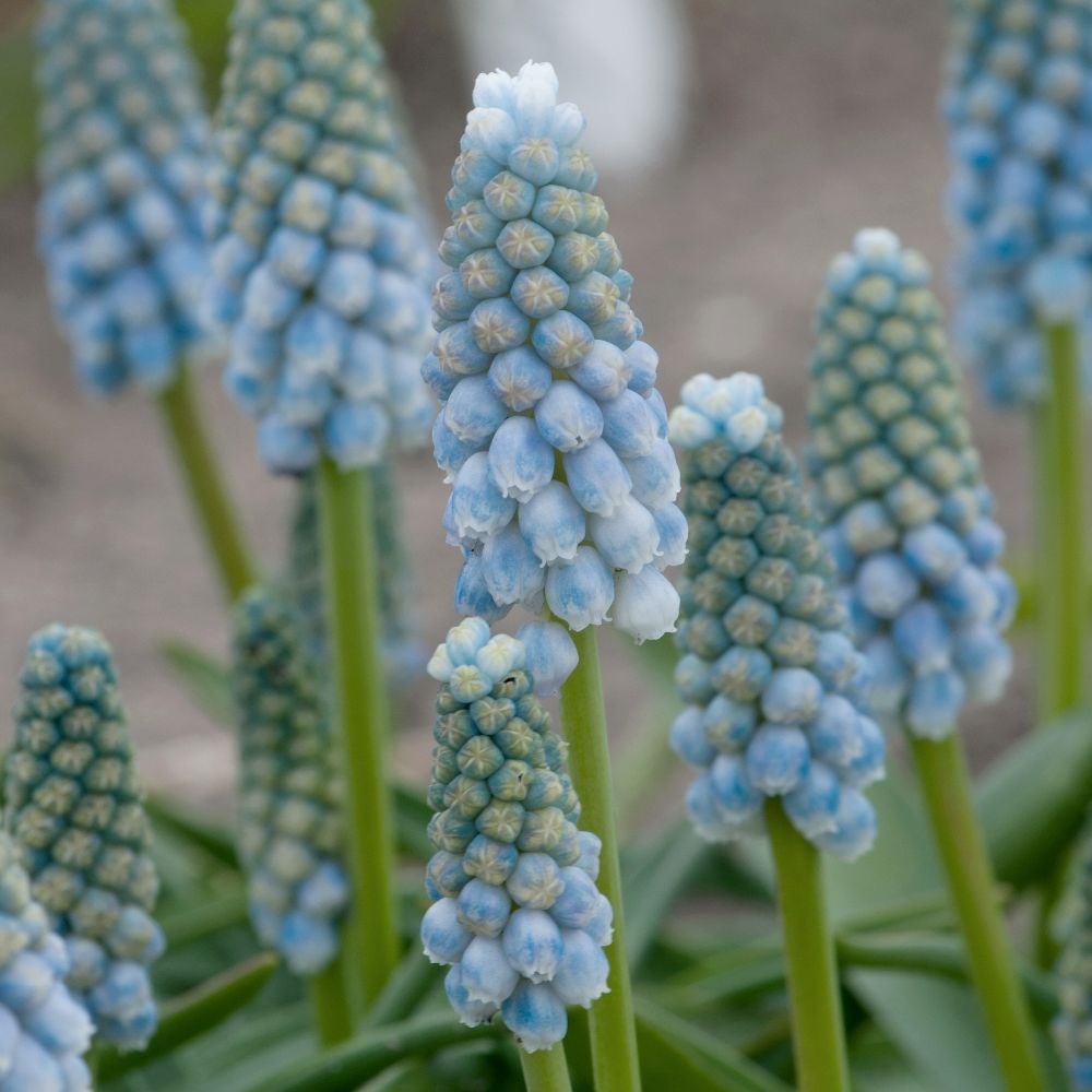 <i>Muscari</i> 'Peppermint'