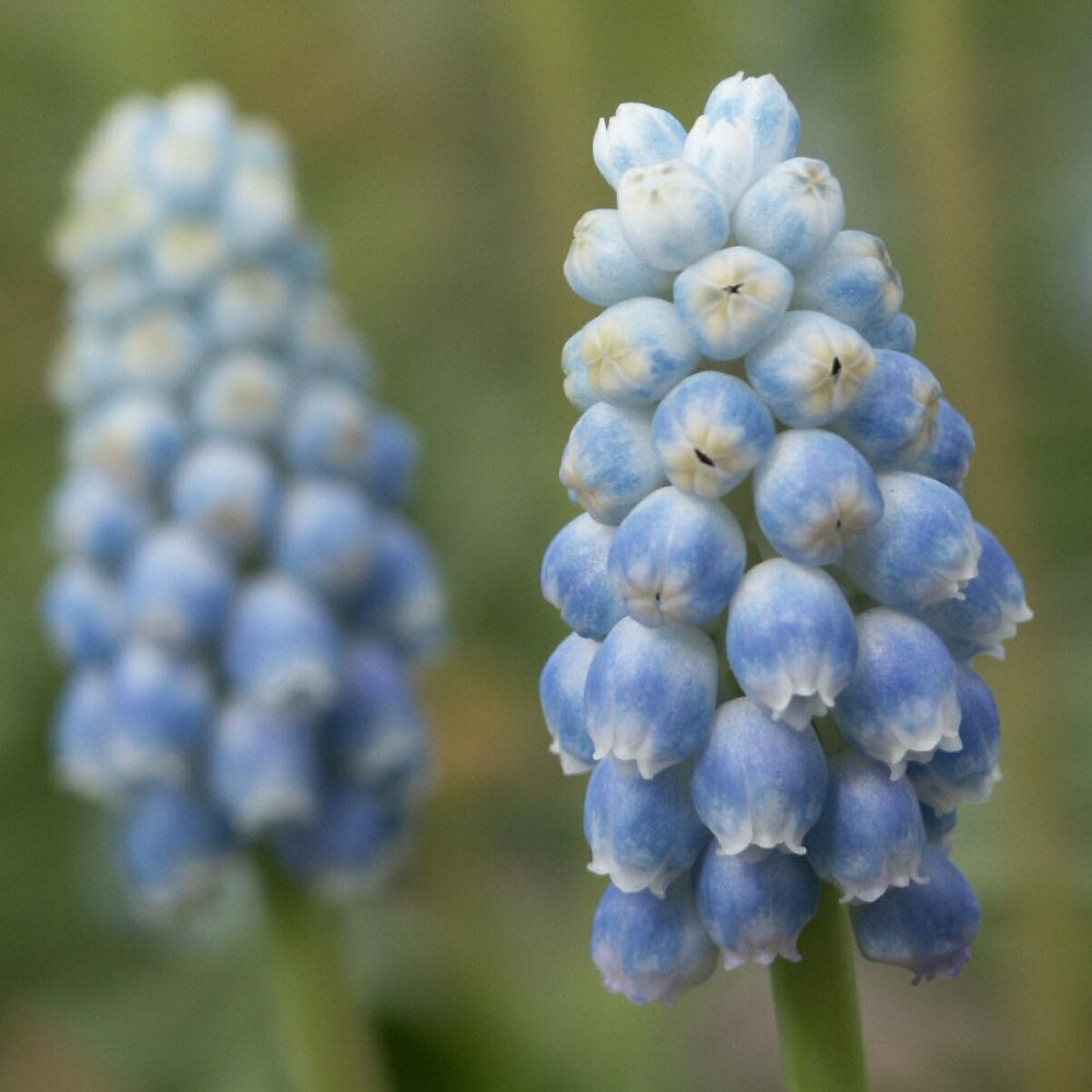<i>Muscari</i> 'Peppermint'