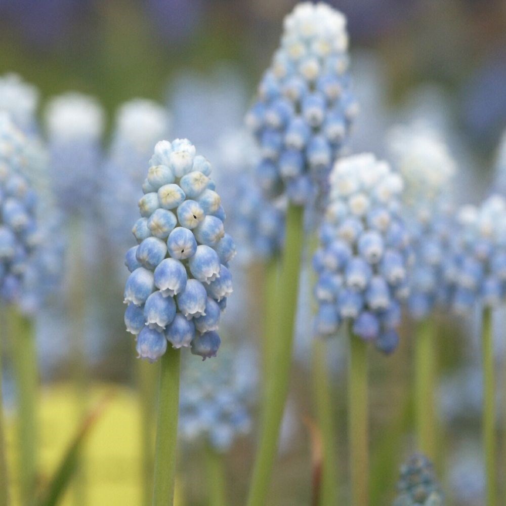 <i>Muscari</i> 'Peppermint'