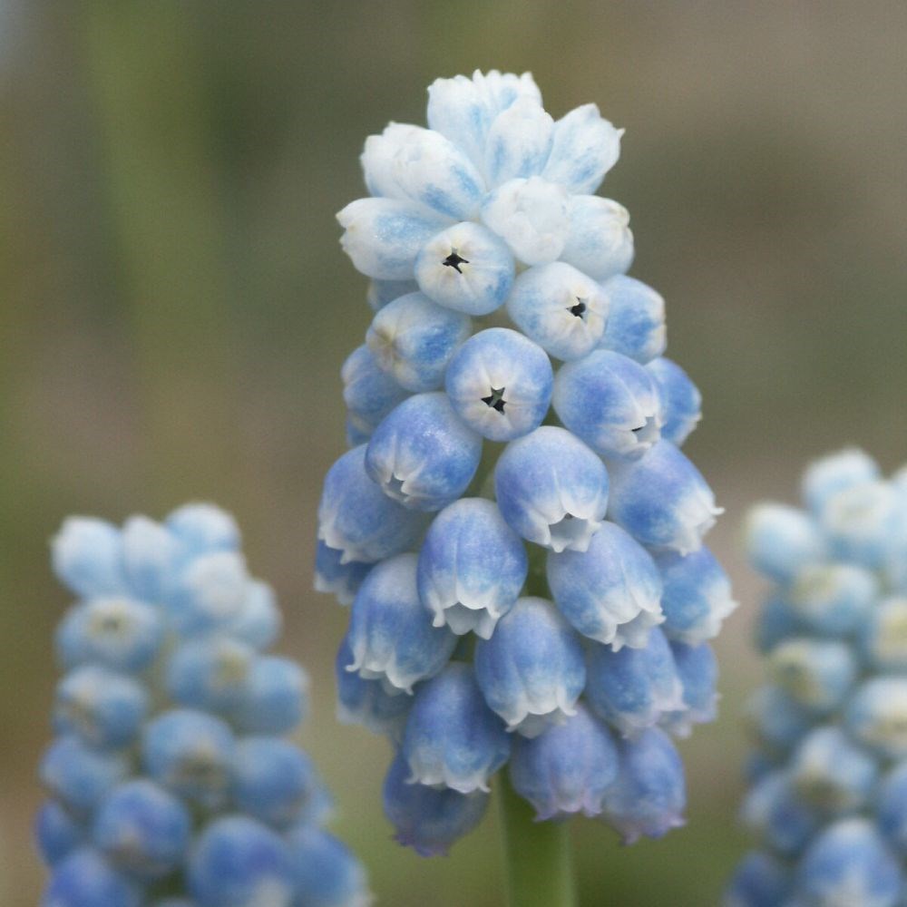 <i>Muscari</i> 'Peppermint'