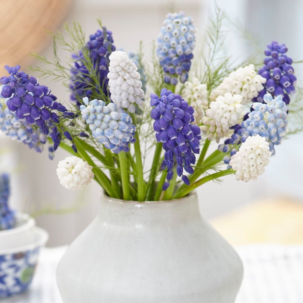 Marvellous muscari grape hyacinth collection