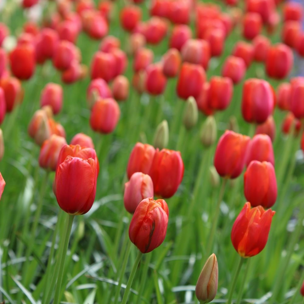 <i>Tulipa</i> 'Avignon'