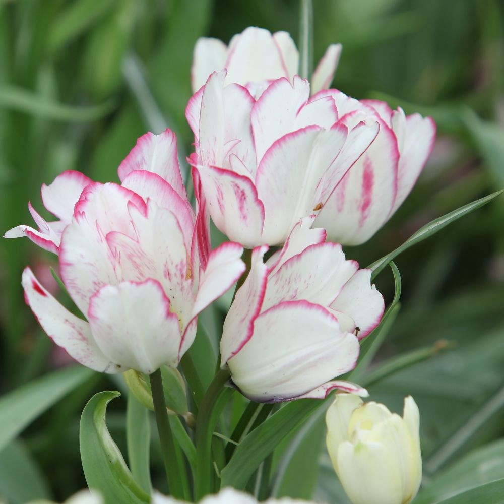 <i>Tulipa</i> 'Candy Club'