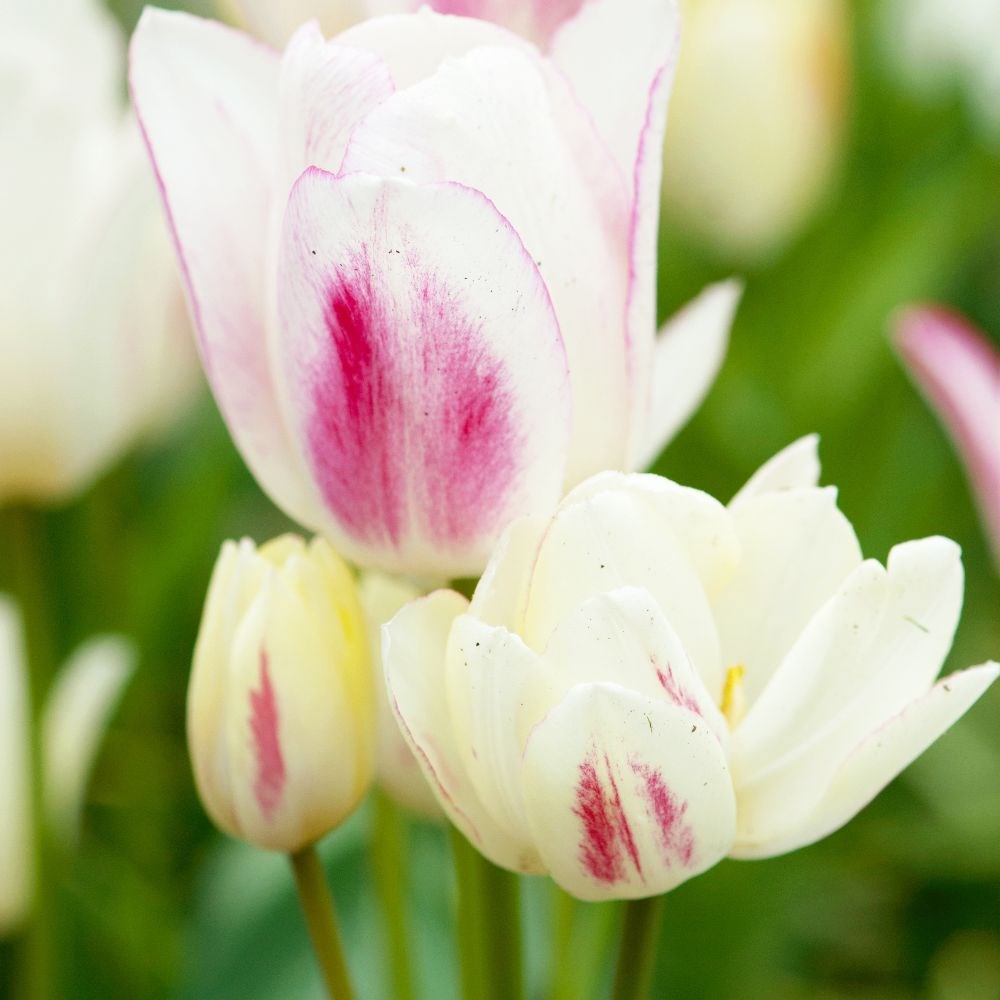 <i>Tulipa</i> 'Candy Club'