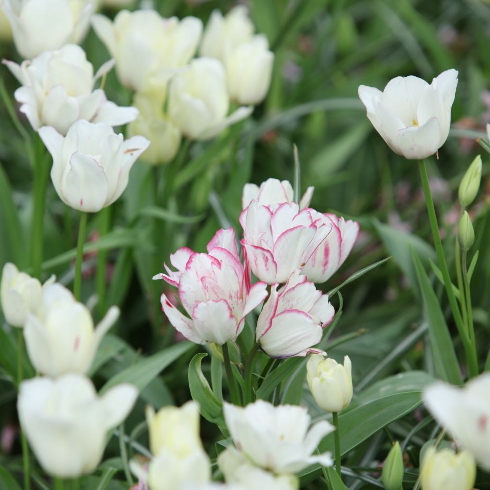 <i>Tulipa</i> 'Candy Club'