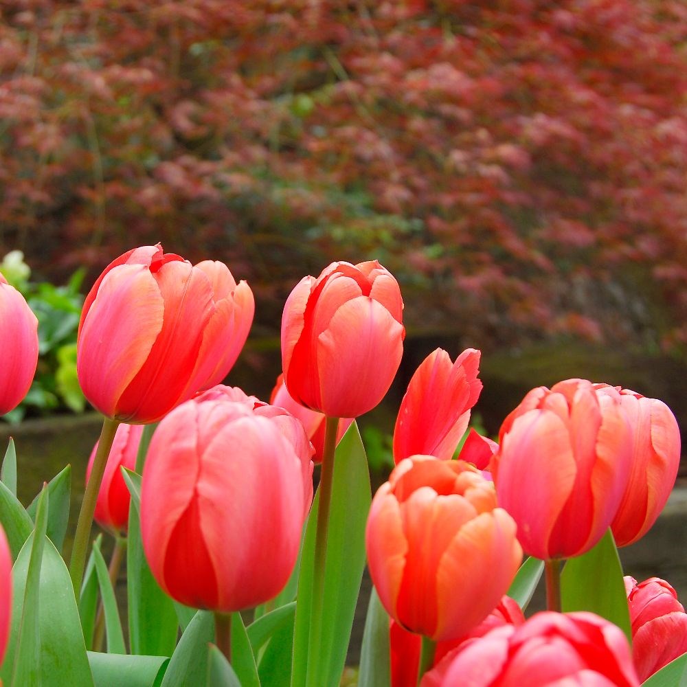 <i>Tulipa</i> 'Dordogne'
