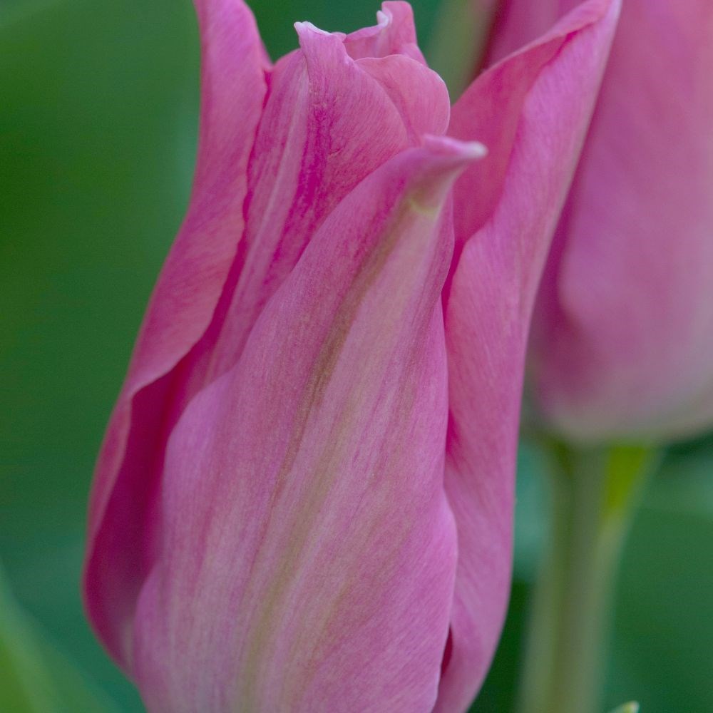 <i>Tulipa</i> 'Pretty Lady'