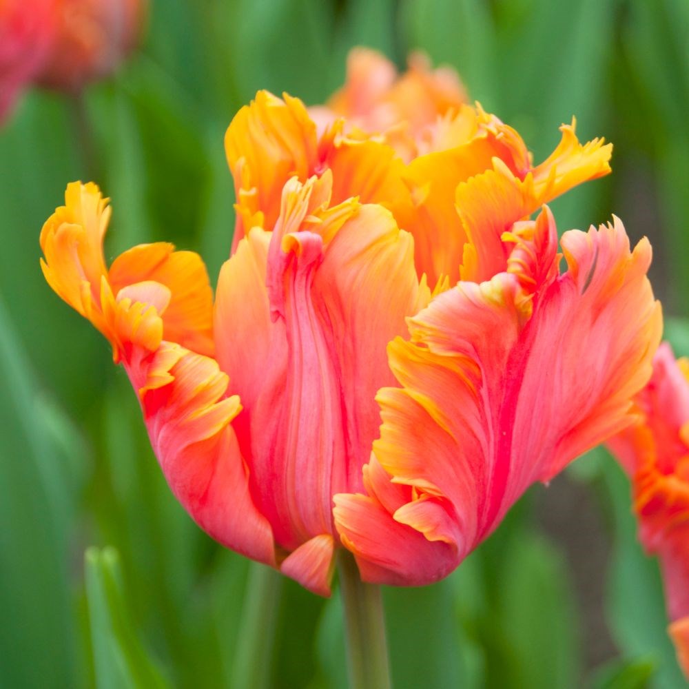 <i>Tulipa</i> 'Amazing Parrot'
