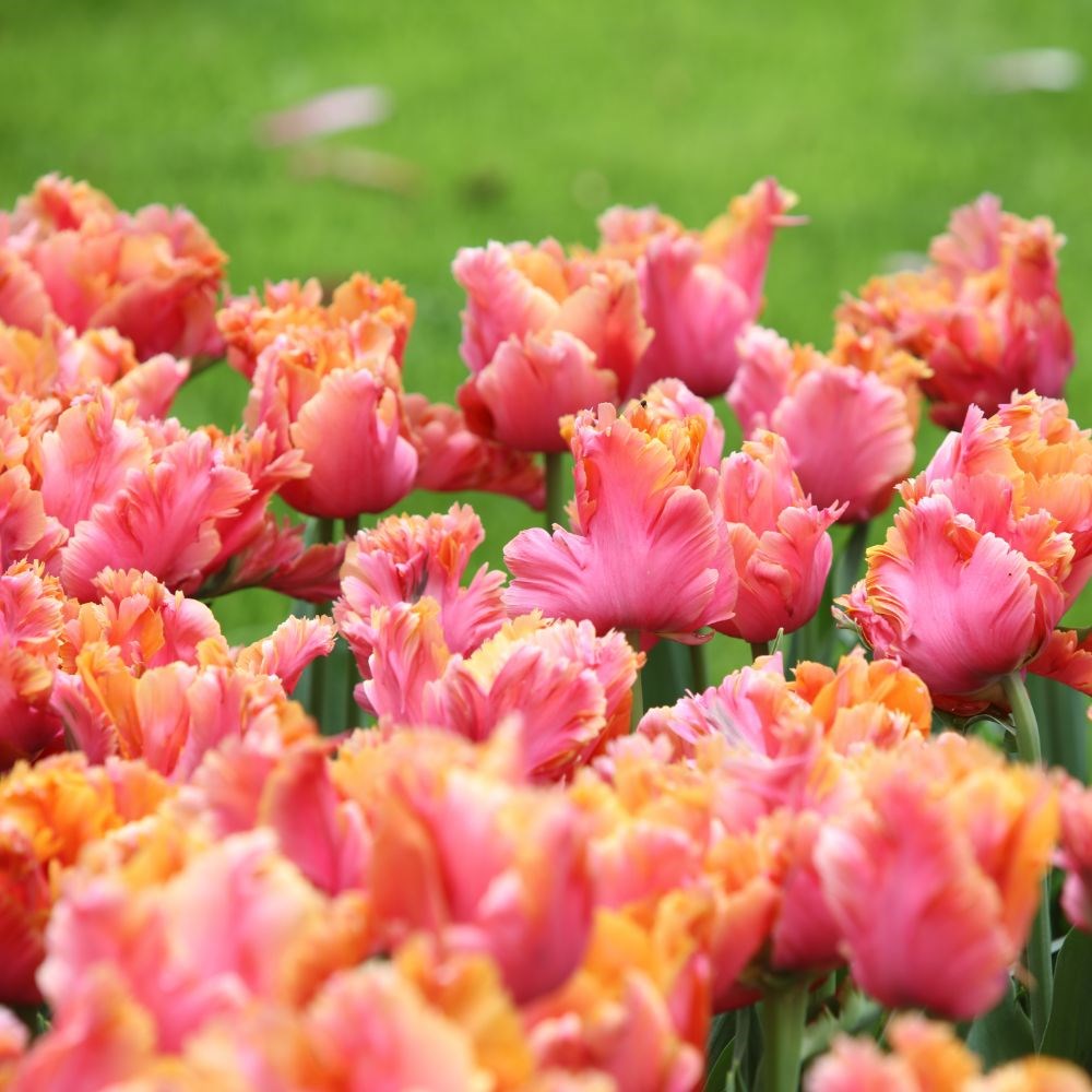 <i>Tulipa</i> 'Amazing Parrot'