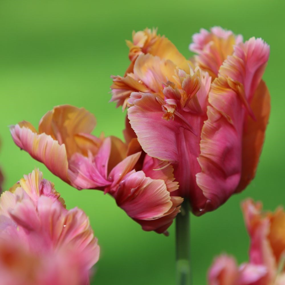 <i>Tulipa</i> 'Amazing Parrot'