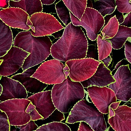 Coleus scutellarioides Chocolate Mint