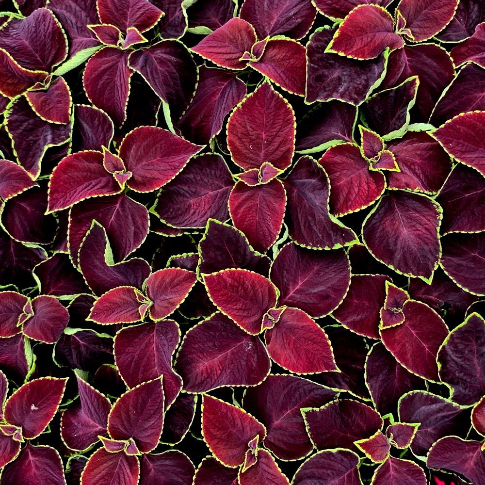 coleus 'Chocolate Mint'
