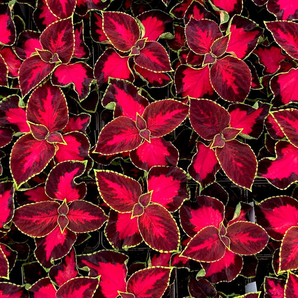 coleus 'Chocolate Covered Cherry'